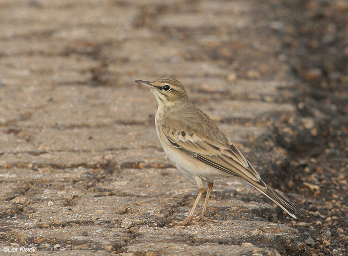   Tawny Pipit  Anthus campestris                                    ,  2009.: 